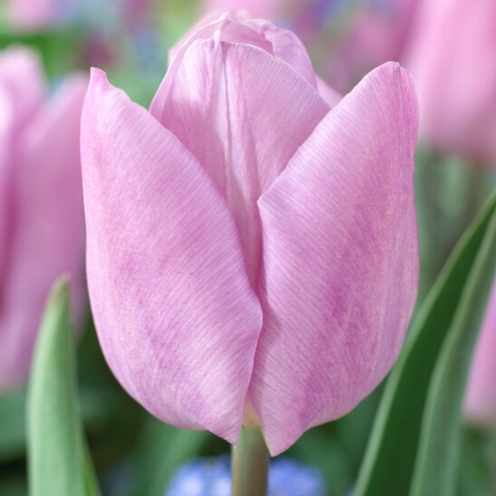 Tulipa Single Early ‘Candy Prince’