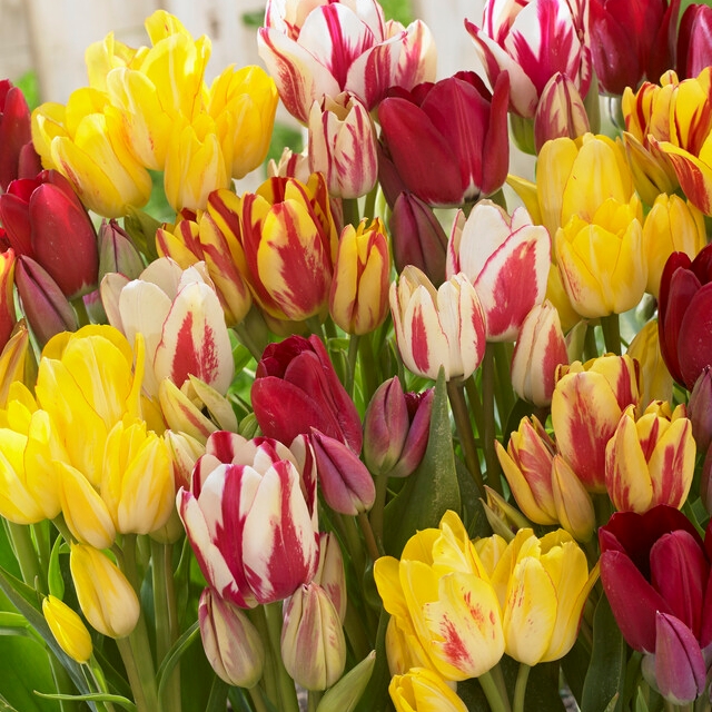 Tulipa Bunch Flowering ‘Club Mixture’