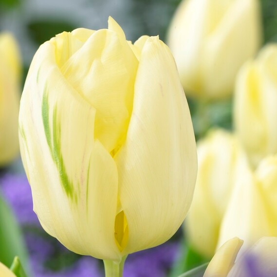 Tulipa Triumph ‘Cream Flag’