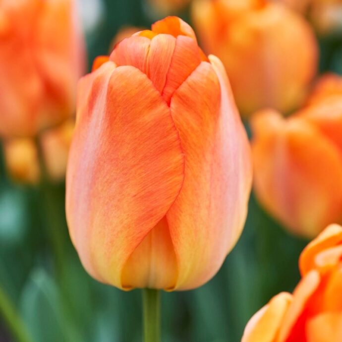 Tulipa Darwin Hybrid ‘Daydream’