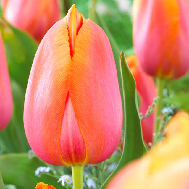 Tulipa Dordogne