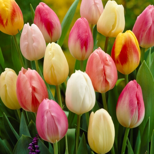 Triumph tulip blend