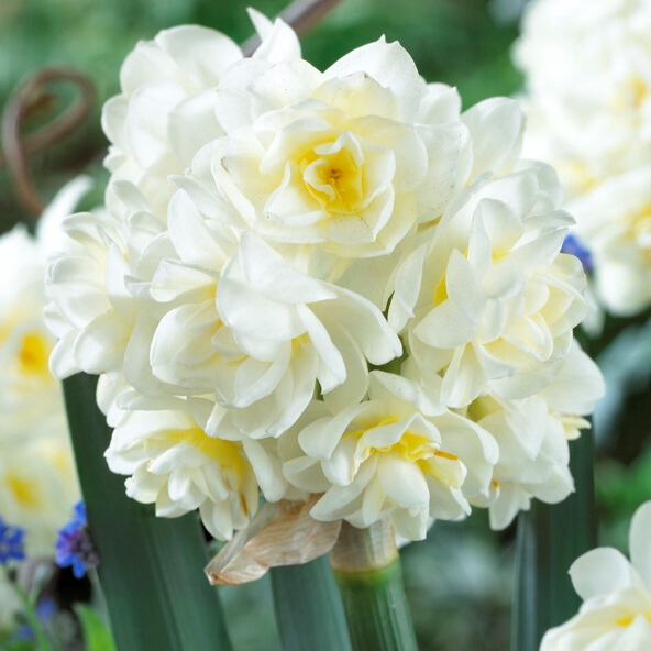 Narcissus Tazetta ‘Erlicheer’