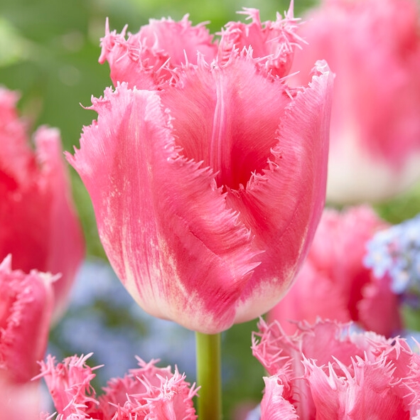 Tulipa Fringed ‘Fancy Frills’