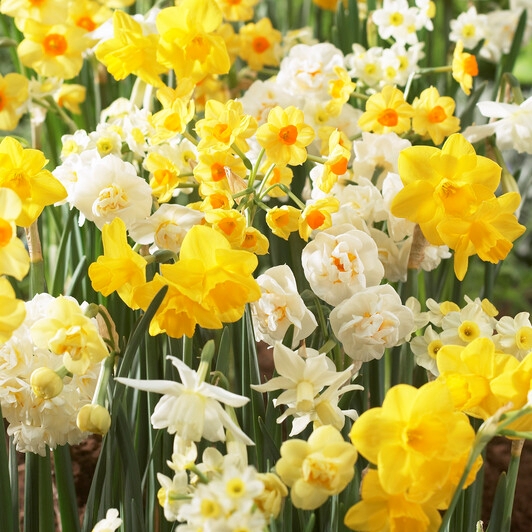 Narcissus Long-lasting Mixture ‘Fragrant Mixture’