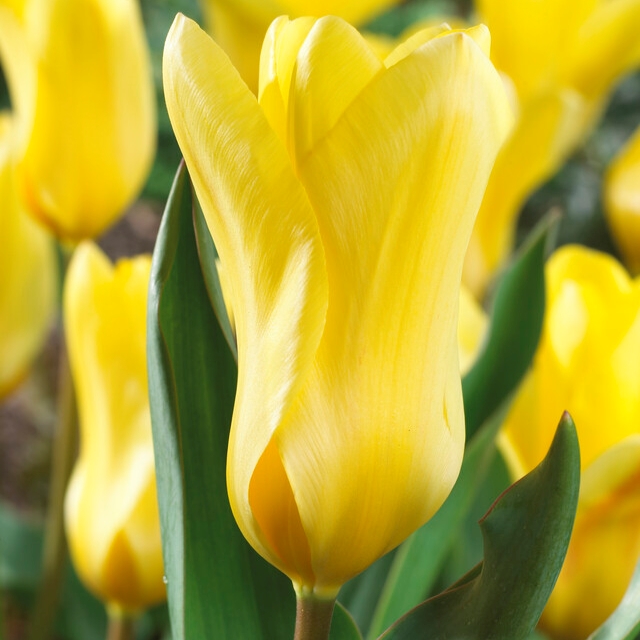Tulip Golden Emperor