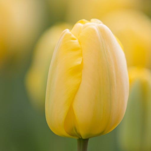 Tulipa Darwin Hybrid ‘Golden Parade’