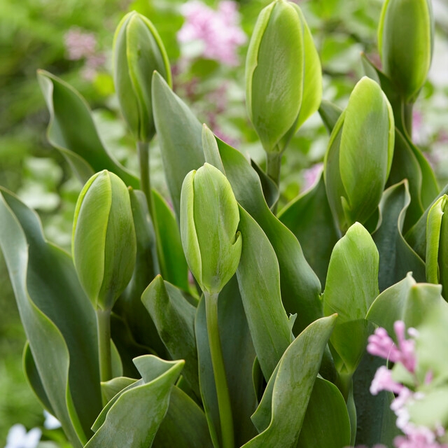 Tulipa Green ‘Green Power’