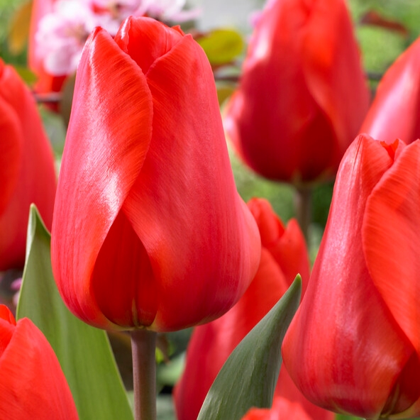 Tulipa Darwin Hybrid ‘Lalibela’