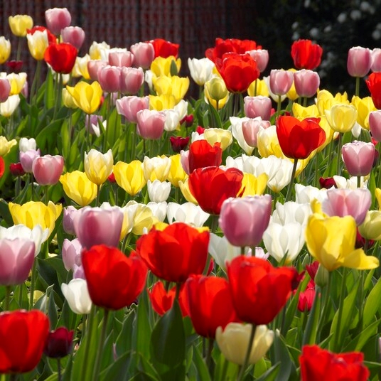 Tulipa Darwin Hybrid ‘Lovely Giants Mixture’