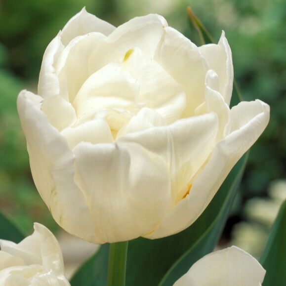 Tulipa Double Early ‘Mondial’