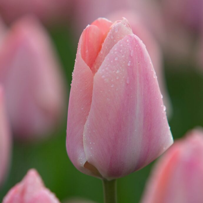 Tulipa Darwin Hybrid ‘Mystic Van Eijk’