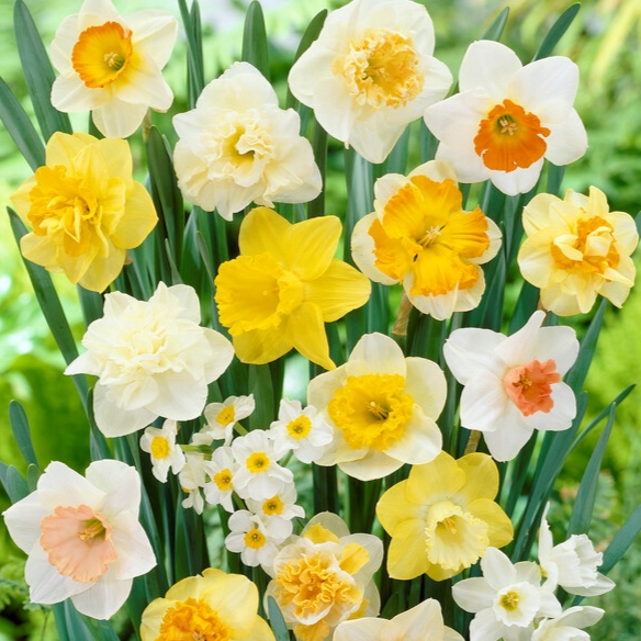 Narcissus Long-lasting Mixture ‘Large Flowering Mixture’