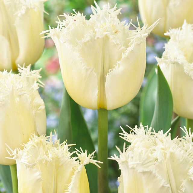 Tulipa Fringed ‘Northpole’