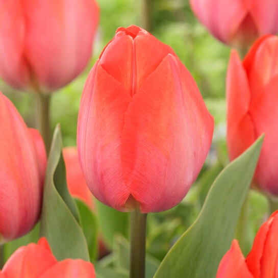 Tulip Orange van Eijk