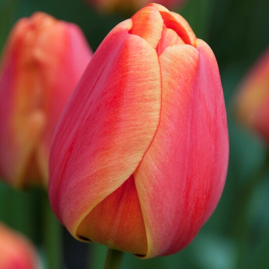 Tulipa Darwin Hybrid ‘Parade Elite’