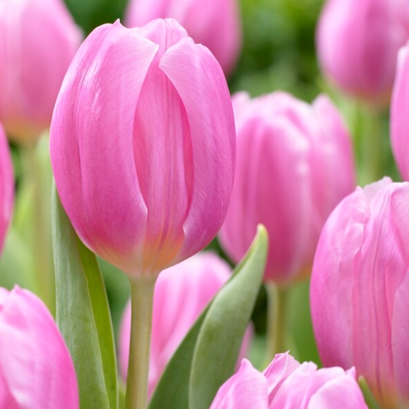 Tulipa Pink Flag