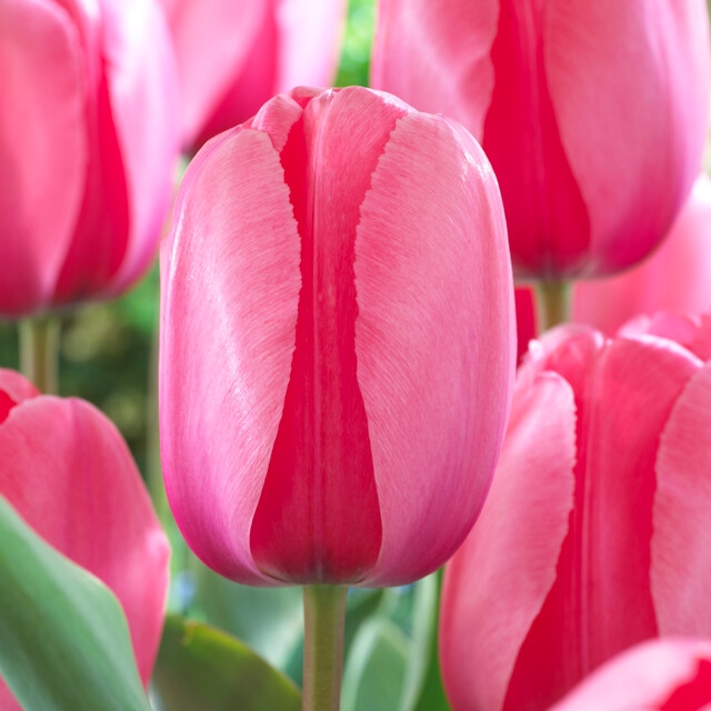 Tulipa Darwin Hybrid ‘Pink Impression’