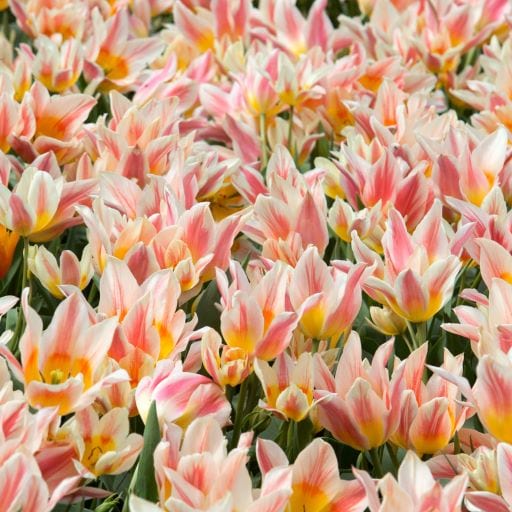 Tulipa Bunch Flowering ‘Quebec’