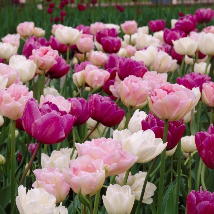Tulipa Double Late ‘Romantic Mixture’