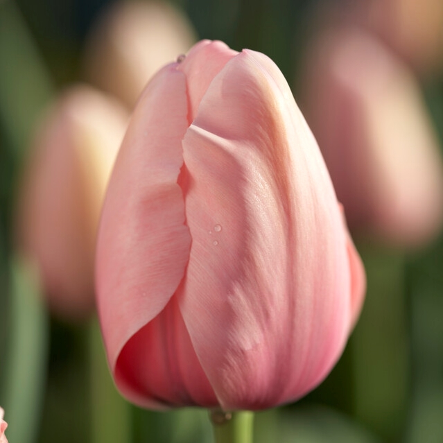 Tulipa Darwin Hybrid ‘Salmon Impression’