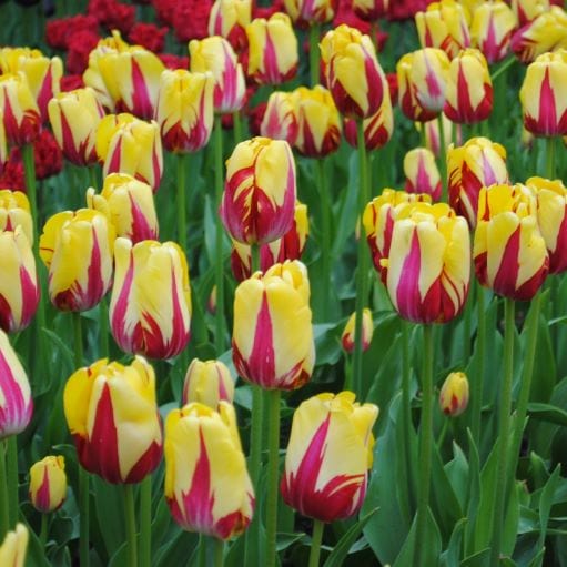 Tulipa Triumph ‘Washington’