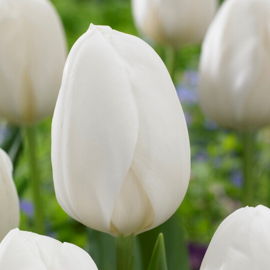Tulipa Single Early ‘White Prince’