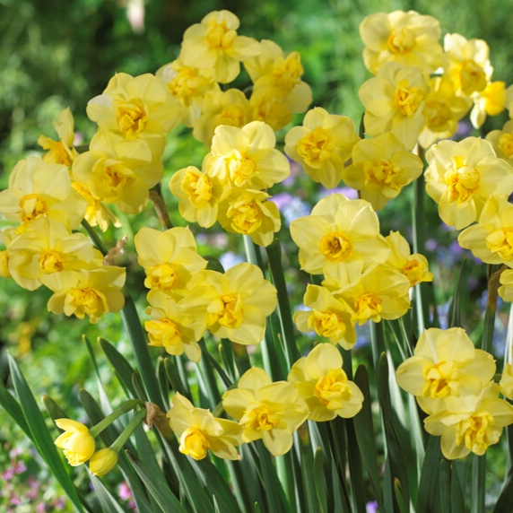 Narcissus Bunch Flowering ‘Yellow Cheerfulness’