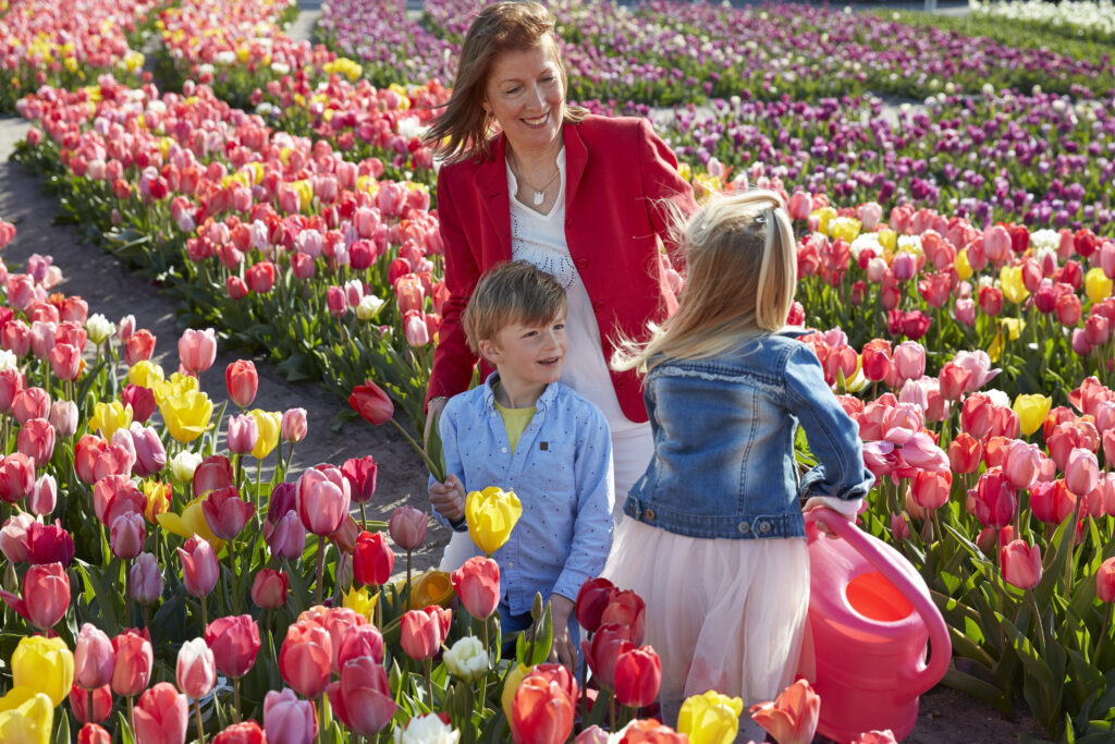 tulip bulbs for u-pick gardens