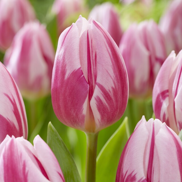 Tulipa Triumph ‘Bojangles’