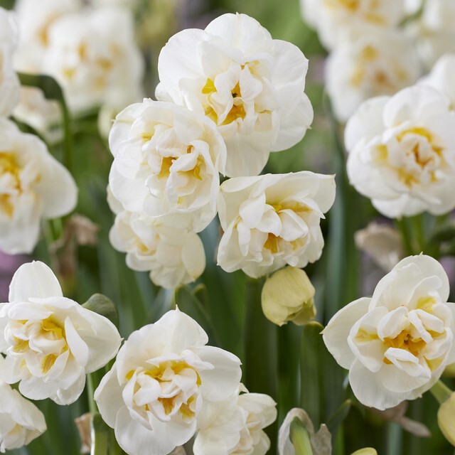 Narcissus Bunch Flowering ‘Bridal Crown’