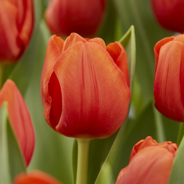 Tulipa Triumph ‘Cadans’