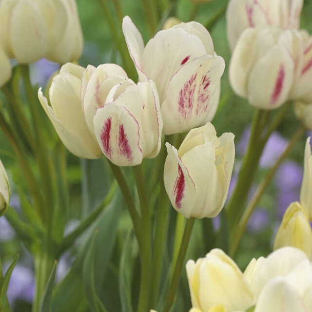 Tulipa Multi-Flowering ‘Candy Club’