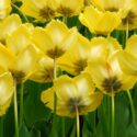 Tulipa Fringed ‘Crystal Star’