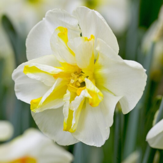 Narcissus Butterfly ‘Donau Park’
