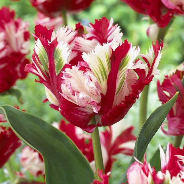 Tulipa Parrot ‘Estella Rijnveld’