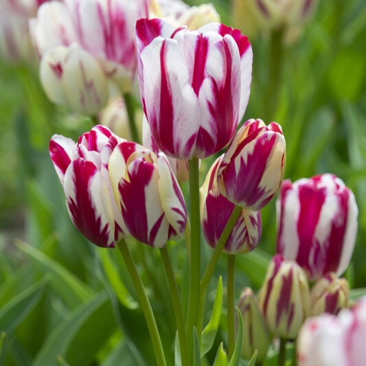Tulipa Multi-Flowering ‘Flaming Club’