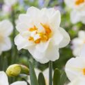 Narcissus Double ‘Flower Drift’
