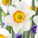 Narcissus Large Cupped ‘Flower Record’