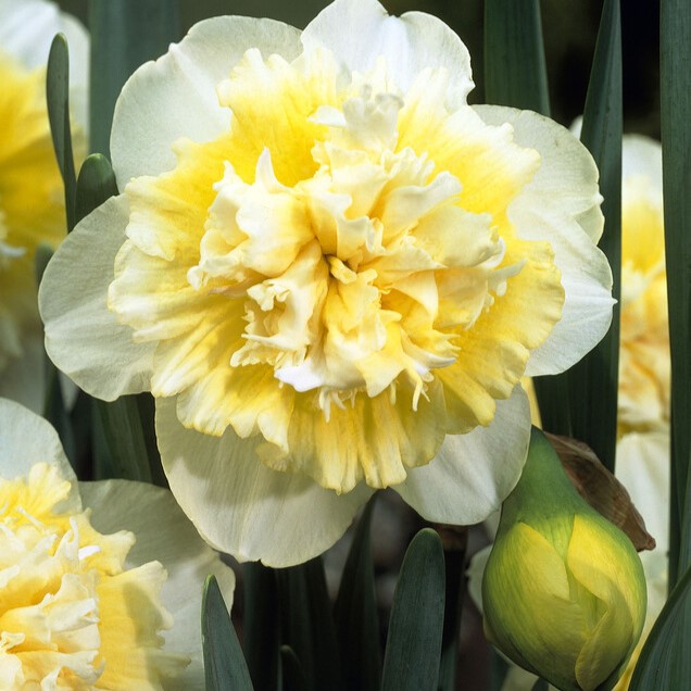 Narcissus Double ‘Ice King’
