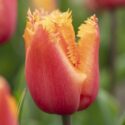 Tulipa Fringed ‘Lambada’