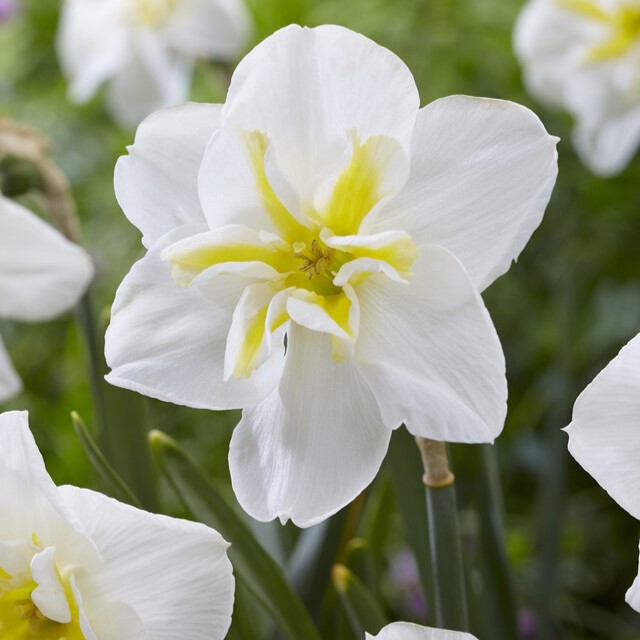 Narcissus Butterfly ‘Lemon Beauty’