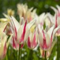 Tulipa Lily Flowering ‘Marilyn’