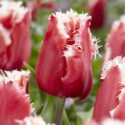Tulipa Fringed ‘New Santa’