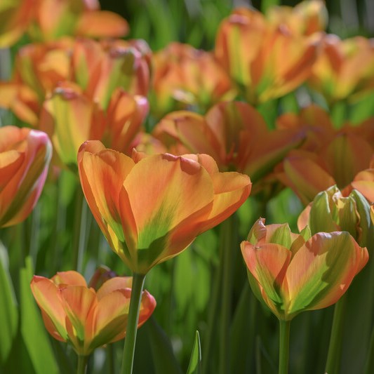 Tulipa Green ‘Orange Marmelade’