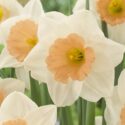 Narcissus Large Cupped ‘Peaches And Cream’