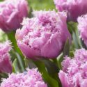Tulipa Fringed ‘Perth’