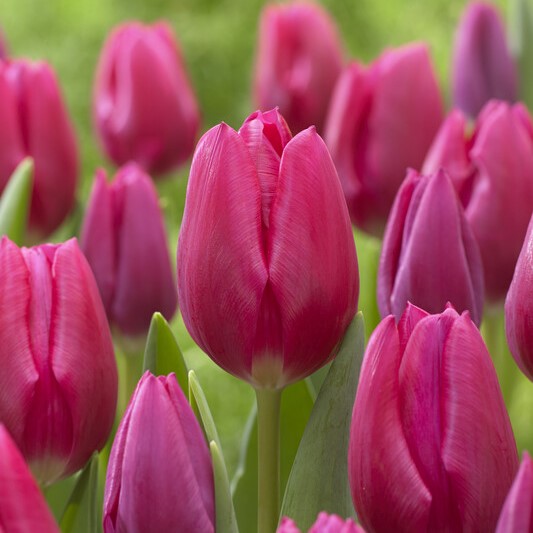 Tulipa Triumph ‘Pink Ardour’