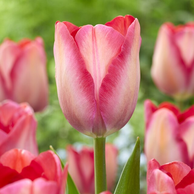 Tulipa Darwin Hybrid ‘Pink Sound’