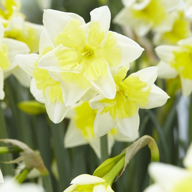 Narcissus Bunch Flowering ‘Prom Dance’